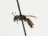  (Andrena turmalina - TJW_1218)  @11 [ ] nrr (2023) Unspecified Thomas Wood