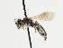  (Andrena rugothorace - TJW_1227)  @11 [ ] nrr (2023) Unspecified Thomas Wood