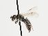  (Andrena janthinoides - TJW_1230)  @11 [ ] nrr (2023) Unspecified Thomas Wood