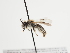  (Andrena panurgimorpha - TJW_1231)  @11 [ ] nrr (2023) Unspecified Thomas Wood