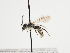  (Andrena prodigiosa - TJW_1232)  @11 [ ] nrr (2023) Unspecified Thomas Wood