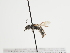  (Andrena janthina - TJW_1234)  @11 [ ] nrr (2023) Unspecified Thomas Wood