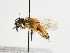 (Andrena rufomaculata - TJW_1238)  @11 [ ] nrr (2023) Unspecified Thomas Wood