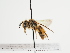  (Andrena exquisita - TJW_1240)  @11 [ ] nrr (2023) Unspecified Thomas Wood