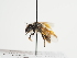  (Andrena galbula - TJW_1241)  @11 [ ] nrr (2023) Unspecified Thomas Wood