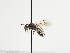  (Andrena oedicnema - TJW_1242)  @11 [ ] nrr (2023) Unspecified Thomas Wood