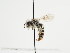  (Andrena abbreviata - TJW_1243)  @11 [ ] nrr (2023) Unspecified Thomas Wood