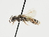  (Andrena montarca - TJW_1246)  @11 [ ] nrr (2023) Unspecified Thomas Wood