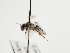  (Andrena avara - TJW_1249)  @11 [ ] nrr (2023) Unspecified Thomas Wood