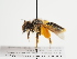  (Andrena humabilis - TJW_1250)  @11 [ ] nrr (2023) Unspecified Thomas Wood
