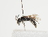  (Andrena israelica - TJW_1252)  @11 [ ] nrr (2023) Unspecified Thomas Wood