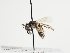  (Andrena torda - TJW_1254)  @11 [ ] nrr (2023) Unspecified Thomas Wood