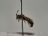  (Andrena statusa - TJW_1260)  @11 [ ] nrr (2023) Unspecified Thomas Wood