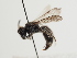  (Andrena crassana - TJW_1261)  @11 [ ] nrr (2023) Unspecified Thomas Wood