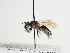  (Andrena thomsonii - TJW_1262)  @11 [ ] nrr (2023) Unspecified Thomas Wood