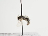  (Andrena iliaca - TJW_1263)  @11 [ ] nrr (2023) Unspecified Thomas Wood