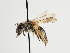  (Andrena urfanella - TJW_1264)  @11 [ ] nrr (2023) Unspecified Thomas Wood