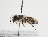 (Andrena mizorhina - TJW_1267)  @11 [ ] nrr (2023) Unspecified Thomas Wood