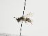  (Andrena merula - TJW_1270)  @11 [ ] nrr (2023) Unspecified Thomas Wood