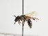  (Andrena hyacinthina - TJW_1272)  @11 [ ] nrr (2023) Unspecified Thomas Wood