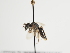 (Andrena pallidicincta - TJW_1274)  @11 [ ] nrr (2023) Unspecified Thomas Wood