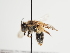  (Andrena sigiella - TJW_1277)  @11 [ ] nrr (2023) Unspecified Thomas Wood