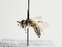  ( - TJW_1278)  @11 [ ] nrr (2023) Unspecified Thomas Wood