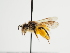  (Andrena pinkeunia - TJW_1281)  @11 [ ] nrr (2023) Unspecified Thomas Wood