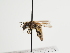  (Andrena bassana - TJW_1284)  @11 [ ] nrr (2023) Unspecified Thomas Wood