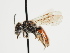  (Andrena paradisaea - TJW_1286)  @11 [ ] nrr (2023) Unspecified Thomas Wood