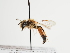  (Andrena najadana - TJW_1290)  @11 [ ] nrr (2023) Unspecified Thomas Wood