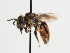  (Andrena mediterranea - TJW_1292)  @11 [ ] nrr (2023) Unspecified Thomas Wood