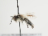  (Andrena fuligula - TJW_1298)  @11 [ ] nrr (2023) Unspecified Thomas Wood