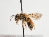  (Andrena ochraceohirta - TJW_1302)  @11 [ ] nrr (2023) Unspecified Thomas Wood
