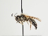  (Andrena tscheki - TJW_1304)  @11 [ ] nrr (2023) Unspecified Thomas Wood
