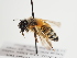 (Andrena tscheki tritica - TJW_1305)  @11 [ ] nrr (2023) Unspecified Thomas Wood