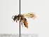  (Andrena gamskrucki - TJW_1308)  @11 [ ] nrr (2023) Unspecified Thomas Wood