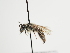  (Andrena aerinifrons - TJW_1310)  @11 [ ] nrr (2023) Unspecified Thomas Wood
