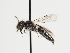  (Andrena cedricola - TJW_1312)  @11 [ ] nrr (2023) Unspecified Thomas Wood