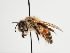  (Andrena pyrozonata - TJW_1315)  @11 [ ] nrr (2023) Unspecified Thomas Wood