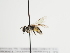  (Andrena luscinia - TJW_1318)  @11 [ ] nrr (2023) Unspecified Thomas Wood