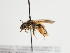  (Andrena impasta - TJW_1319)  @11 [ ] nrr (2023) Unspecified Thomas Wood