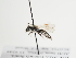  (Andrena zostera - TJW_1321)  @11 [ ] nrr (2023) Unspecified Thomas Wood