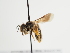  (Andrena tadauchii - TJW_1322)  @11 [ ] nrr (2023) Unspecified Thomas Wood