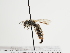  (Andrena isabellina - TJW_1324)  @11 [ ] nrr (2023) Unspecified Thomas Wood