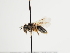  (Andrena cinereophila - TJW_1326)  @11 [ ] nrr (2023) Unspecified Thomas Wood