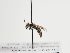  (Andrena hyemala - TJW_1328)  @11 [ ] nrr (2023) Unspecified Thomas Wood