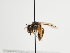  (Andrena orientana - TJW_1331)  @11 [ ] nrr (2023) Unspecified Thomas Wood