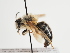  (Andrena otoolei - TJW_1342)  @11 [ ] nrr (2023) Unspecified Thomas Wood