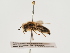  (Andrena inflata - TJW_1428)  @11 [ ] nrr (2023) Unspecified Thomas Wood